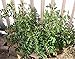 5 JUJUBE CHINESE DATE TREE SEEDS HEALTHY!! #1153