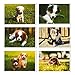 BEST PAPER GREETINGS 40 Pack Puppy Dog Postcards Bulk Set - All Occasion Assorted Blank Post Cards Greeting Bulk Box Set - 4 x 6 Inches Pet Postcards