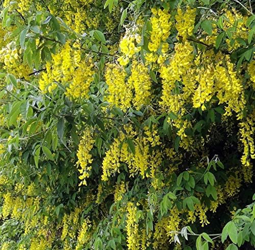 Laburnum Anagyroides Golden Rain Tree 2ft Supplied in a 2 Litre Pot