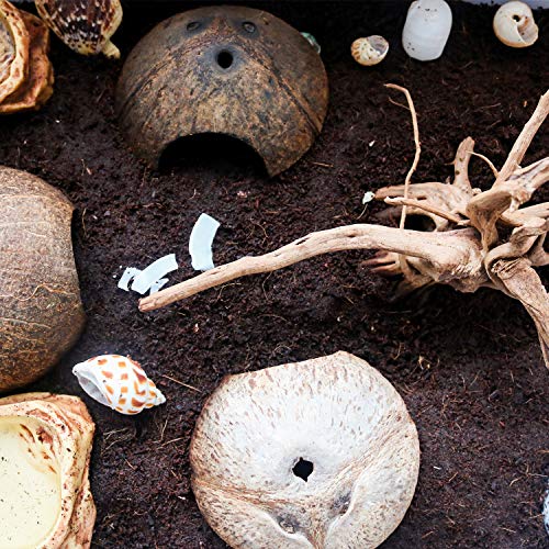 Hermit Crab Shells/Turbo Shells/15Pcs Assorted Turbo Shells and 1Pcs Natural Coconut Hide Reptile Hideouts/Seashell Opening Size 0.78\