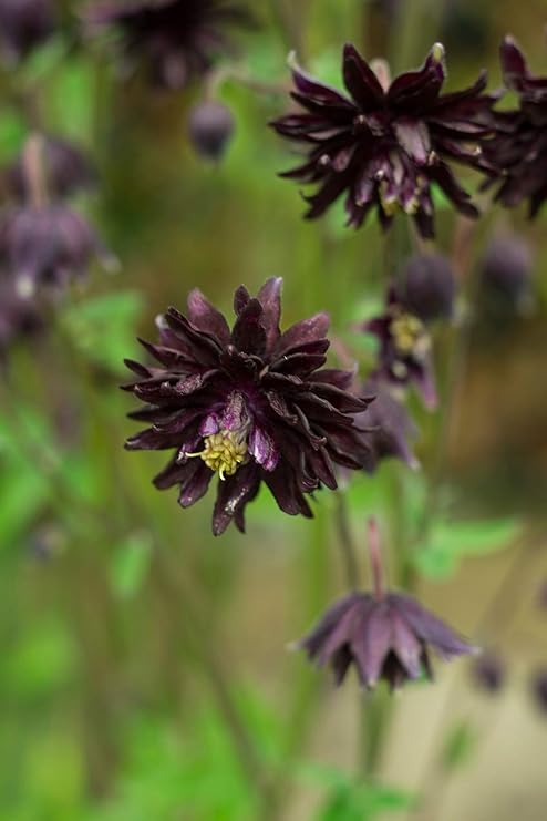 Akelei Black Barlow 20 Samen Akelei Schwarze Aquilegia Amazon De Garten