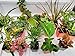 Terrarium & Fairy Garden Plants - 8 Plants in 2.5 (Is Approximately 4 to 6 Inches Height of the Plant) primary
