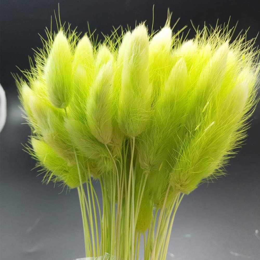 100 Pcs Dried Flowers Natural Setaria Viridis Decorative Foxtail Grass Bouquet, Dry Dog Tail Grass , Preserved Pampas Grass Plants Table Decoration Accessories Party Beach Theme Decorations (Green)