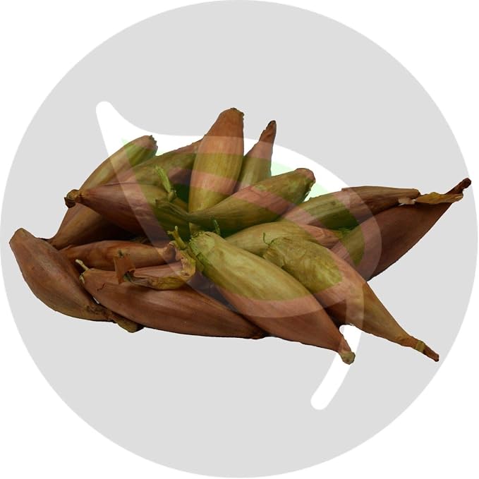 GEOPONICS 10 Bombillas: CHALOTA Bombilla S, Semilla de Plantas de ...