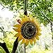 Metal Sunflower Bird House for Outside Hanging Decorative Hand-Painted Birdhouse Yard Garden Decor 12