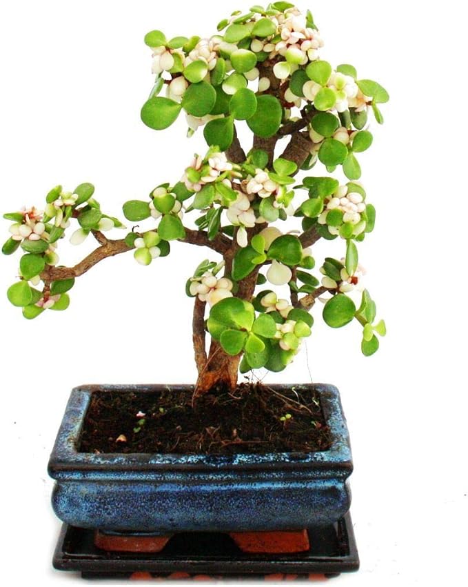 Bonsai rareza"Portulacaria afra variegata" árbol de jade hojas