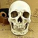 MEKBOK 1:1 Realistic Life Size Human Anatomy White Resin Replica Skull Halloween Decor