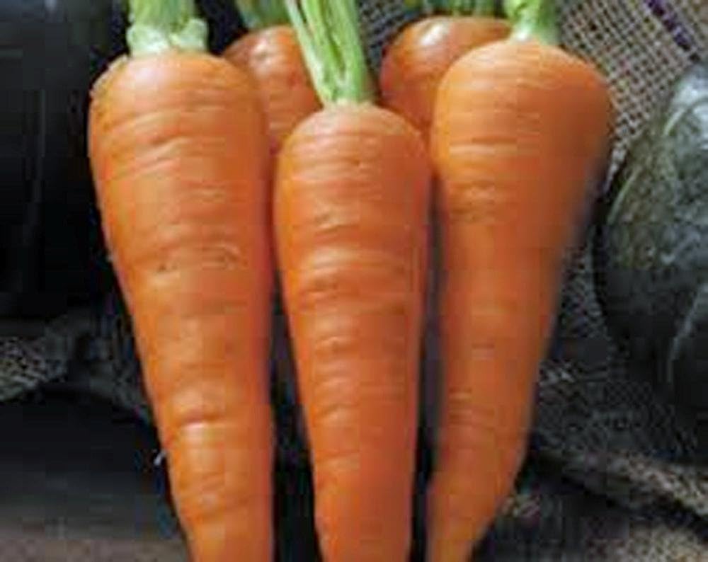 Las zanahorias, las semillas Danvers medio de largo, zanahoria ...