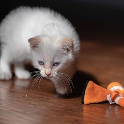 kong cat toys amazon