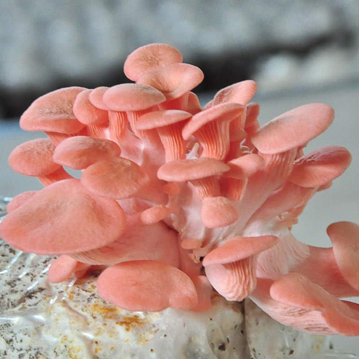 10 Pcs Mushroom Grow Bag Sealable Spawn Bags for Plant Mushroom Growing Garden Supplies, White - Image 4