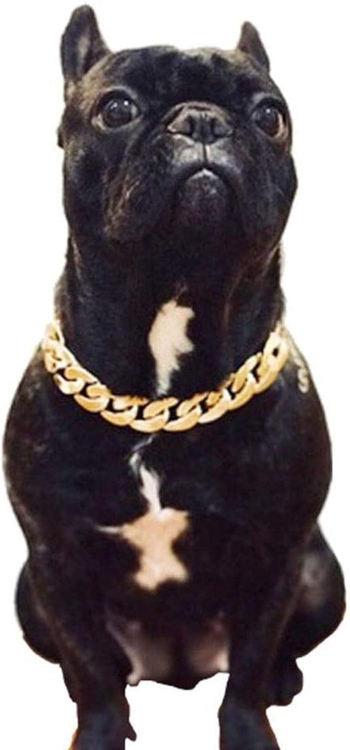 french bulldog gold chain collar