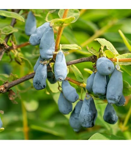 Amazon.com : Live Honeyberry Plant, 4 to 6 Inch Tall Sweet Blue Honeyberry  Starter Plant for Outdoor Garden, Honeyberry Haskap Plants Bare Root,  Honeyberry Bush Live Plant, Haskap Berry Plant : Patio,