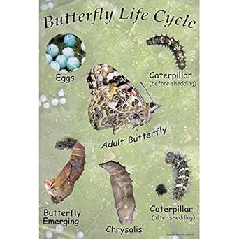 Painted Lady Butterfly Life Cycle Chart Science Lab Biology Classroom Supplies Amazon Com Industrial Scientific