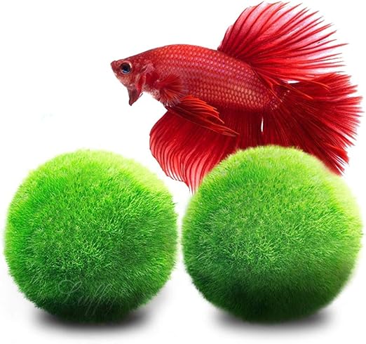 ping pong ball betta fish