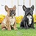 Collections Etc French Bulldog Statue Outdoor Garden Decor or Indoor, Hand Painted, Black