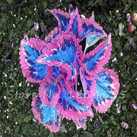 Amazon 150大葉バジルの種ocimum Basilicum 香辛料の香りのハーブの種盆栽園芸植物花 花