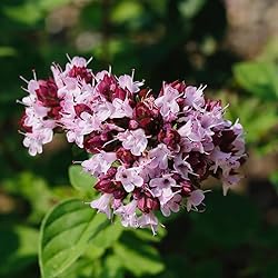 Aromatics International Pure Organic Marjoram Sweet