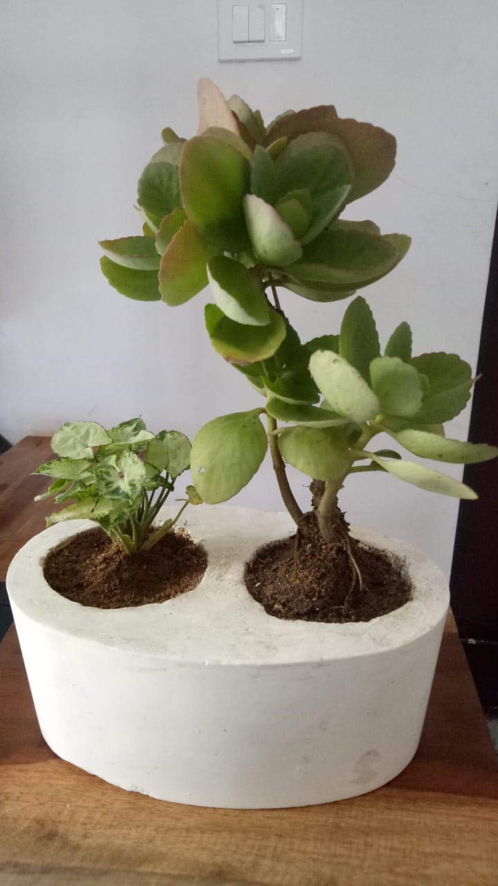 The Bonsai Plants Jade Plant Good Luck Plant With Pot Amazon In Garden Outdoors