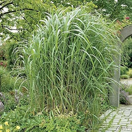 Riesen Chinaschilf Pflanzen Miscanthus Giganteus Schilf als
