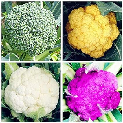 Agrobits 50 Pcs Sac Brocoli Chou Fleur Bonsai Vert Chou Fleur Legumes Sante Bio Bonsai Plantes Pour Jardin Facile A Planter Mix Amazon Fr Jardin