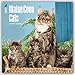 Maine Coon Cats 2017 Square