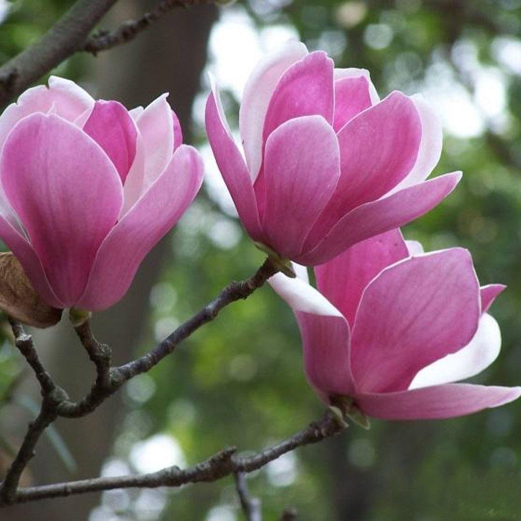 FastDirect Semillas de Magnolia Multicolor Semillas de Flores 20 ...