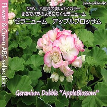 Amazon エンゼル咲き ゼラニウム アップルブロッサム ゼラニューム ３号ポット苗 花苗 花