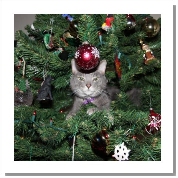 Why You Shouldn't Use Tinsel if You Have Cats BLUE CRYSTAL SKY