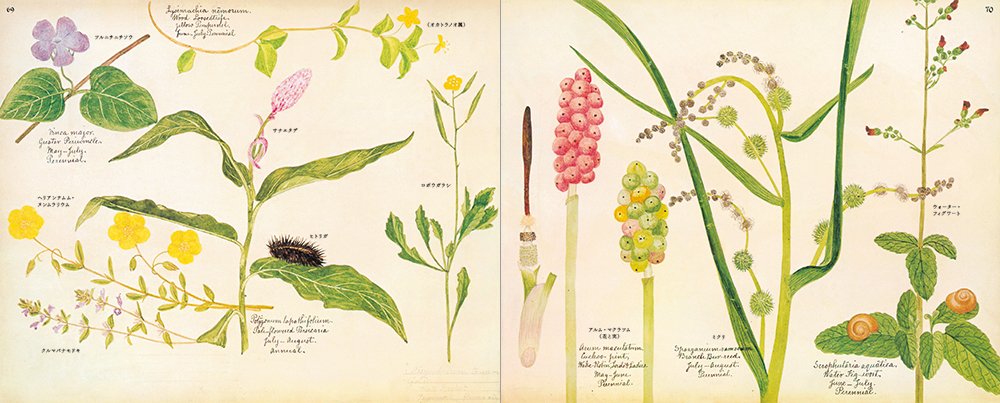 イギリス 野の花図鑑 ヘンリー テリー 本 通販 Amazon