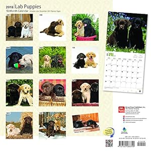 Labrador Retriever Puppies 2018 12 x 12 Inch Monthly Square Wall Calendar, Animals Dog Breeds Retriever Puppies Canine (English and French Edition)