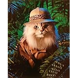 Safari Cat Cute Funny Kittens Animal Wall Decor Kids Room Art Print Poster (16x20)