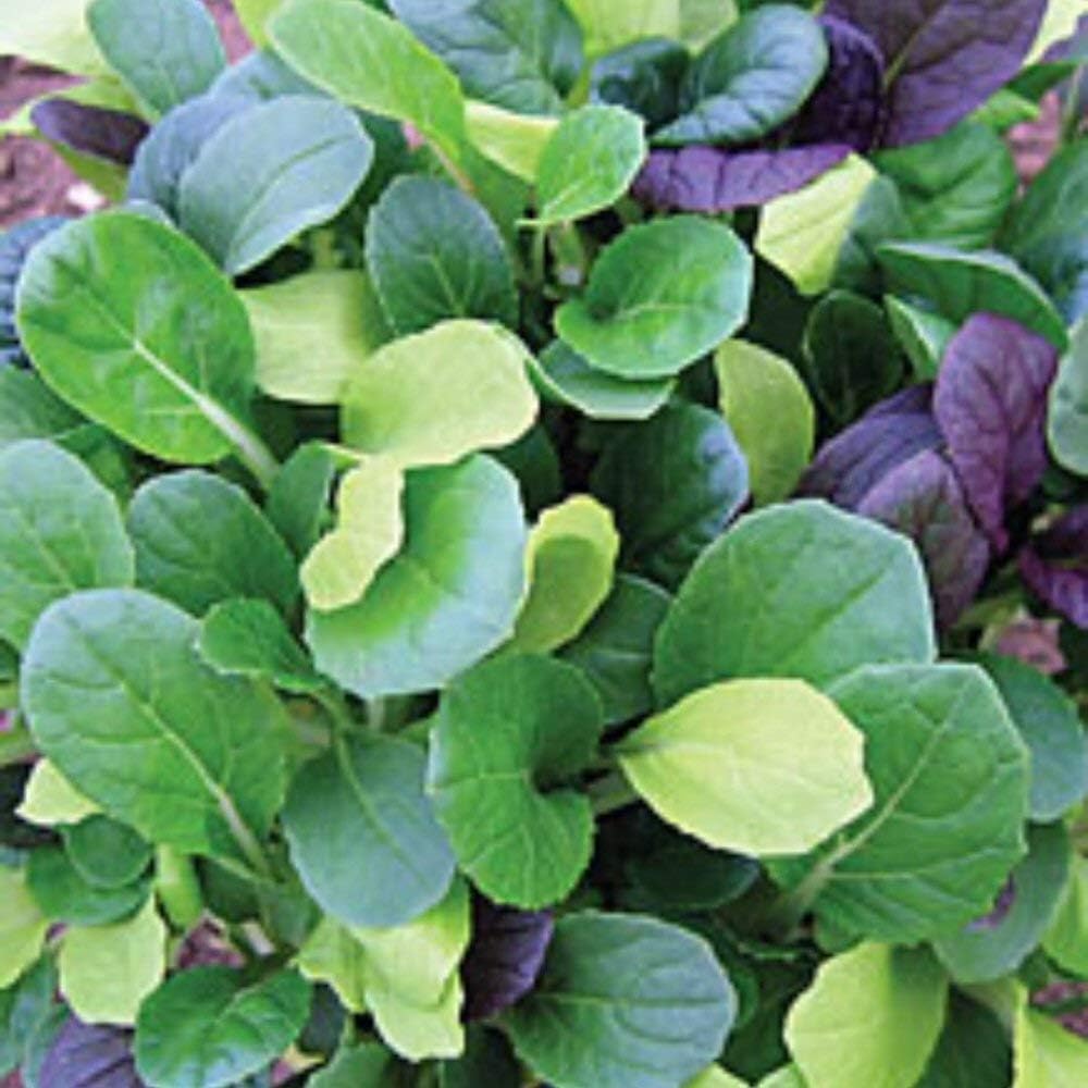 Viridis Hortus - Pak Choi Colour Crunch Mix 400 (1g) Fruit/Vegetable Seeds