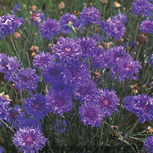 Kings Seeds - Cornflower, Double Blue
