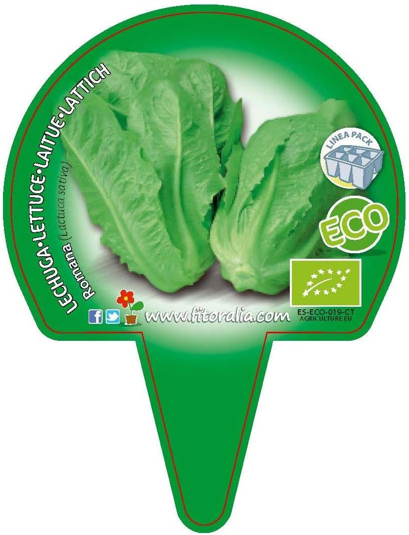 Plantón ecológico de Lechuga Romana Pack 12 ud. 34x32mm: Amazon.es ...