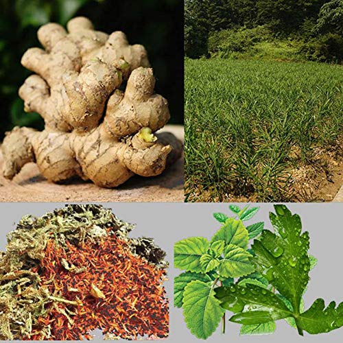 image for Novobey Herbal Ginger Patch, Best Natural Solutions for Lymphatic Drai