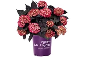 Blooming & Beautiful – Eclipse Bigleaf Hydrangea – 3 gal – First Editions - Dark-leaf Mophead Hydrangea – Zones 5-9 – Hydrangea Macrophylla ‘BAILMACSEVEN’ PPAF 35,544 – 3 Gallon Pot