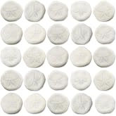 Sea Biscuits | Real Sea Biscuits 1" - 1 1/2" (Set of 25) | Sand Sea Biscuit | Nautical Crush Trading | Plus Free Nautical Ebook by Joseph Rains