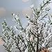 Factory Direct Craft Group of 6 Artificial Winter Snow Covered Pine and Pinecone Embellishing Picks