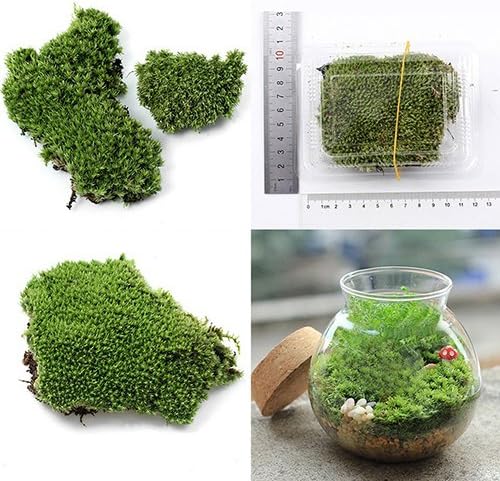 jiyoujianzhu Plant Ornament Miniature Home Decoration Artificial Green Grass Moss