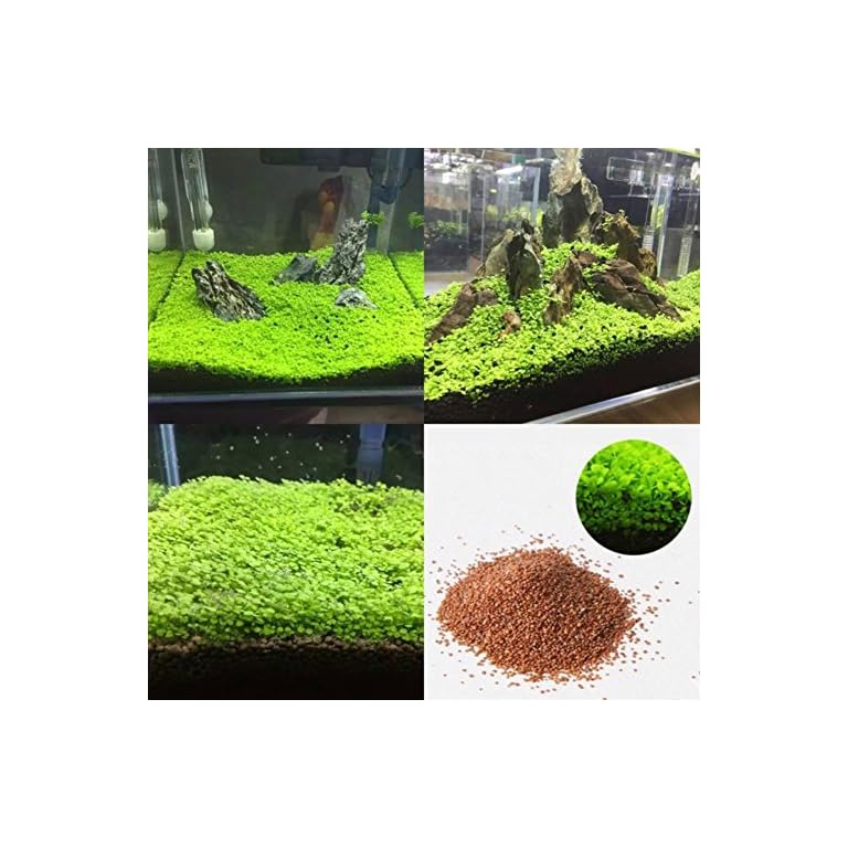 KimcHisxXv Aquarium Plant Seeds£¬Fish Tank Aquarium Plant Seeds Aquatic Water