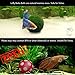 Luffy Betta Balls : Live Round-Shaped Marimo Plant : Natural Toys for Betta Fish : Aquarium Safethumb 2