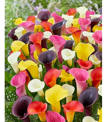 Amazon.com : Zantedeschia Mix Calla Lily - 3 flower bulbs
