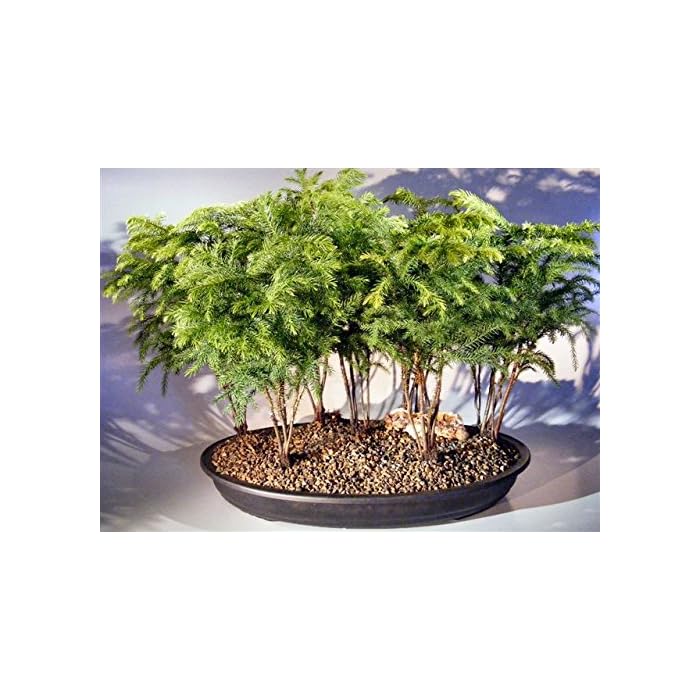 Buy Bonsai Boy S Norfolk Island Pine Bonsai Tree Forest Seven Cluster Planting Araucaria Heterophila Online At Desertcart India