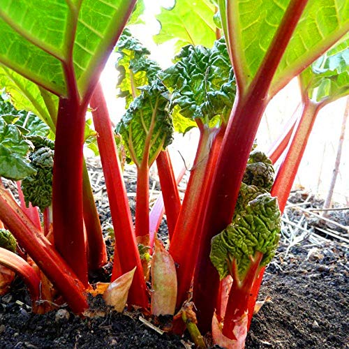 Rhubarb Lider seeds - Rheum rhaponticum
