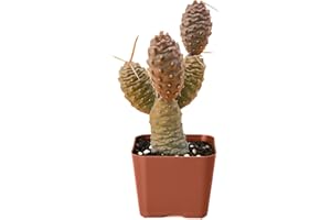 FLESHY FLORA 2" Live Succulent Plants Pine Cone Cactus, Mini Potted Succulents, Easy Care Indoor Houseplant, Unique Gifts, Home Office Décor