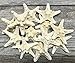 Real Starfish | 12 Real White Knobby Starfish 2