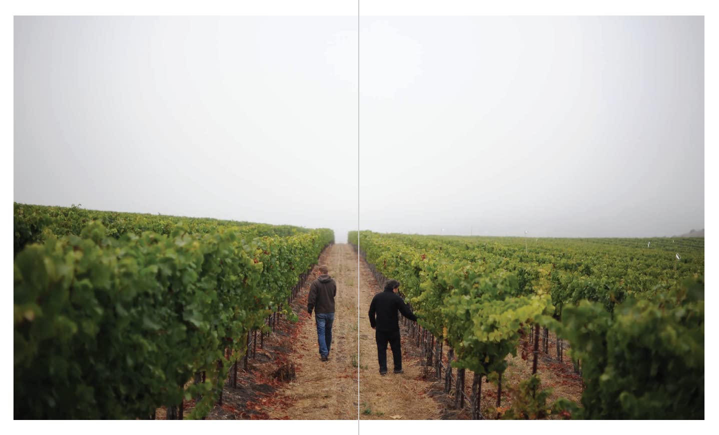 The New California Wine: A Guide to the Producers and Wines Behind a Revolution in Taste