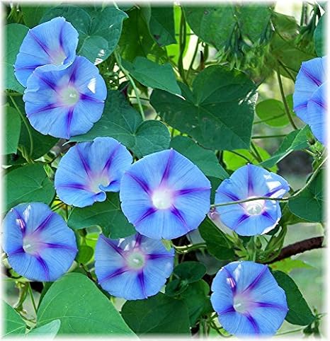 Amazon Com Non Gmo Bulk Morning Glory Heavenly Blue Flower