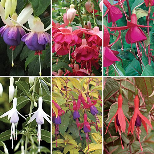 Pack x6 Upright Bush Fuchsia 'Blacky' Summer Garden Plug Plants Amazon