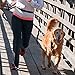 The Buddy System Adjustable Hands Free Dog Leash, Hand-Free Leash for Running, Jogging, Walking, Hiking and Training Service Dogs, Versatile All Dog Sizes - Made in USA - Regular, Black